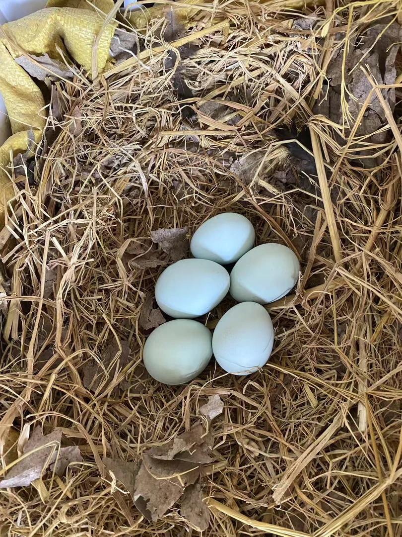 鱼塘边百分百散养土鸡蛋50枚，25粉壳25绿壳。