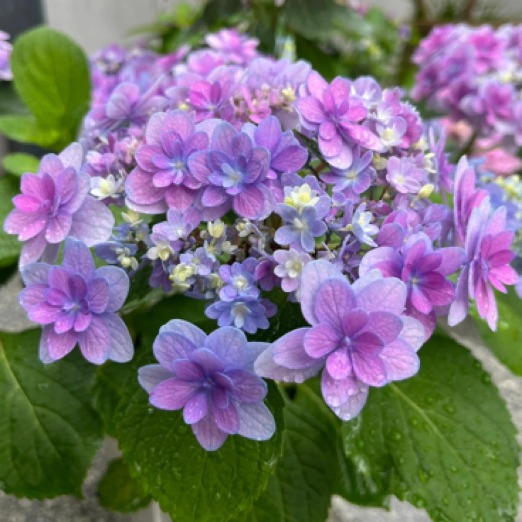 佳澄绣球花一加仑 A级苗发货，5个花苞