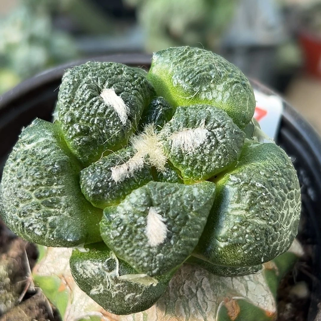 完全开放福利大尤连山牡丹827