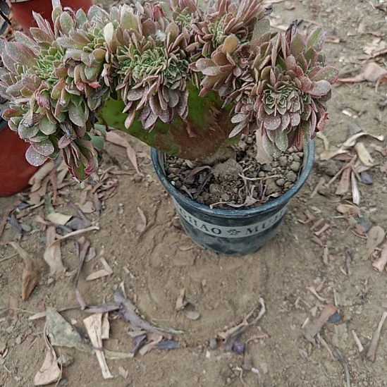 万黄缀加急法师加4