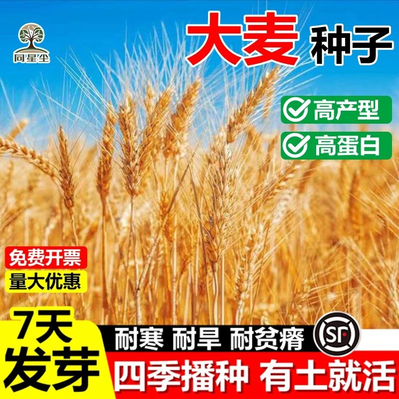 大麦种子芽苗菜种子大麦若叶青汁榨汁大麦苗种子大麦草四季播猫草