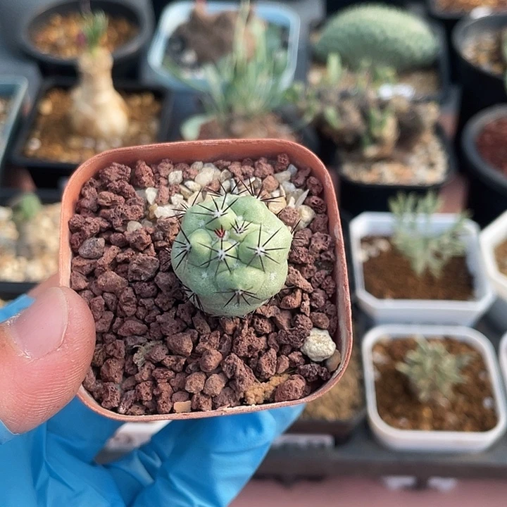 381帝王丸仙人球植物