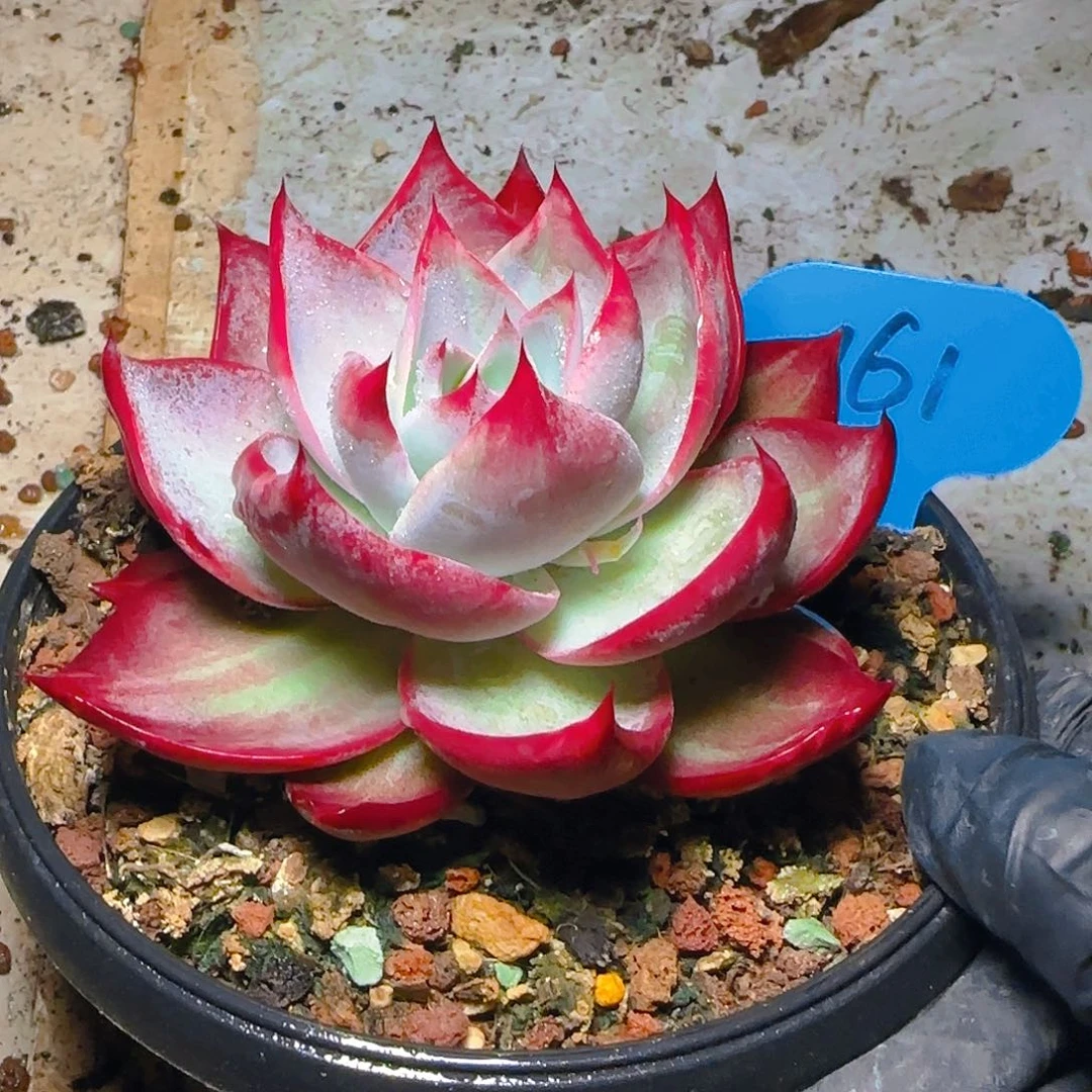 惊鸿仙子一物一拍161号