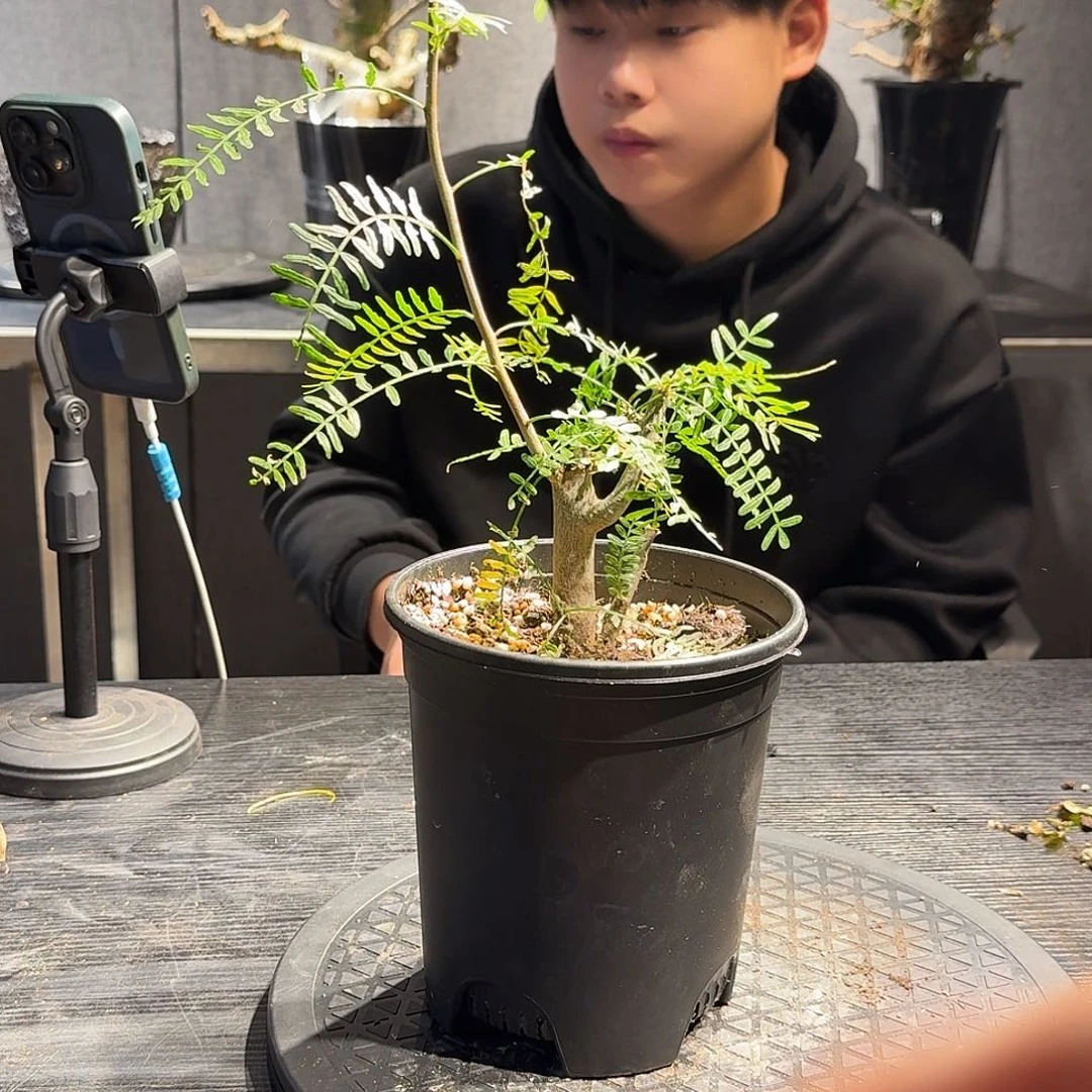 羽叶裂榄一个一个