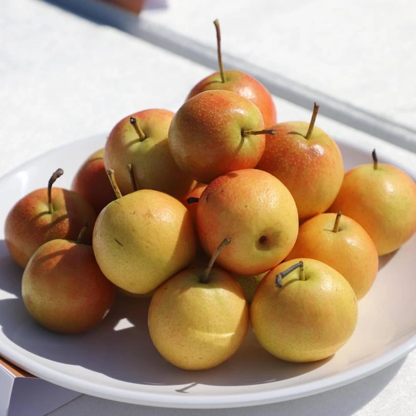 鞍山特产南果梨老品种新鲜应季水果酒香软糯薄皮多汁整箱包邮