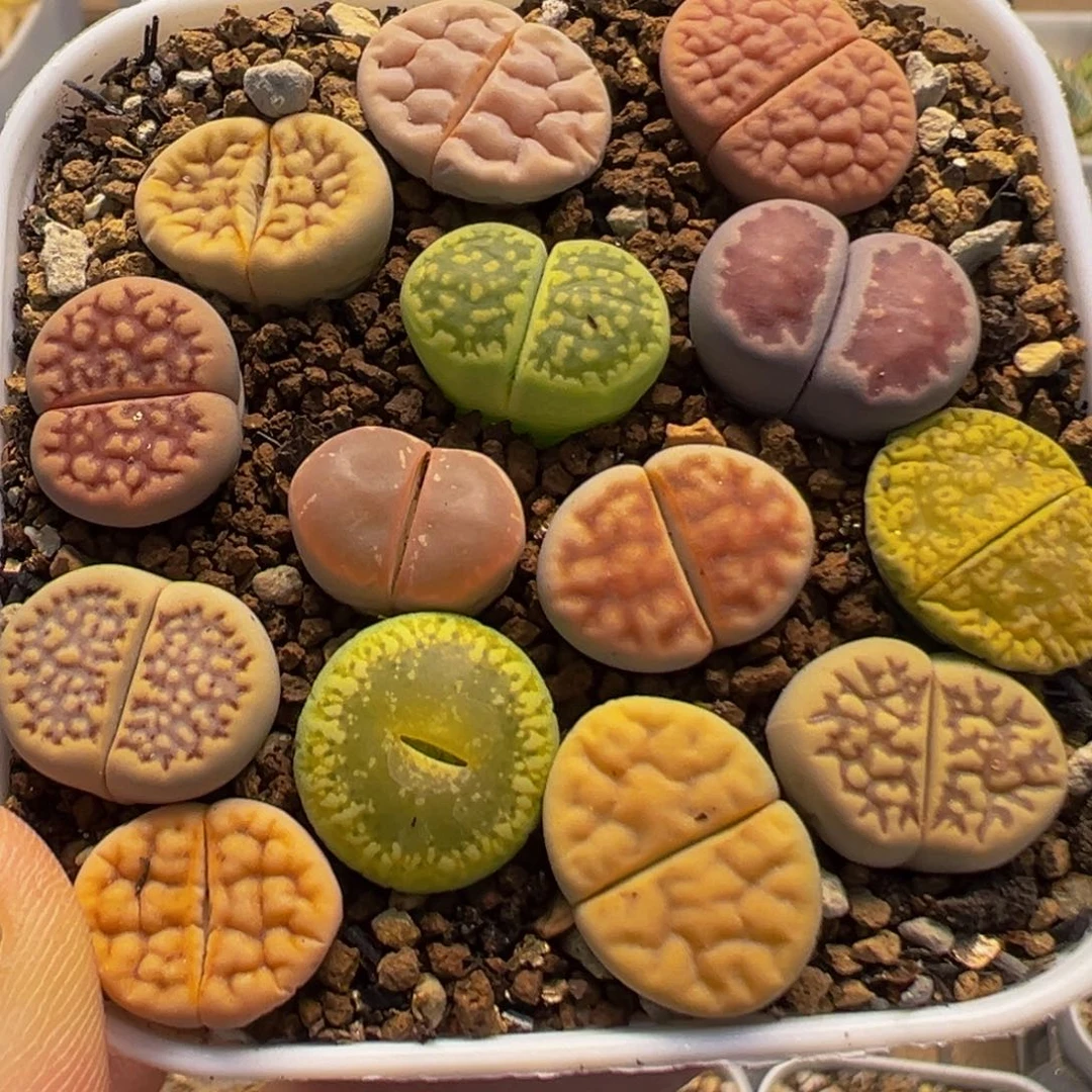 1705多肉植物百科植物