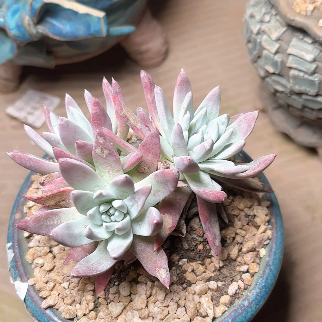 6350刘丹白菊仙女杯多肉