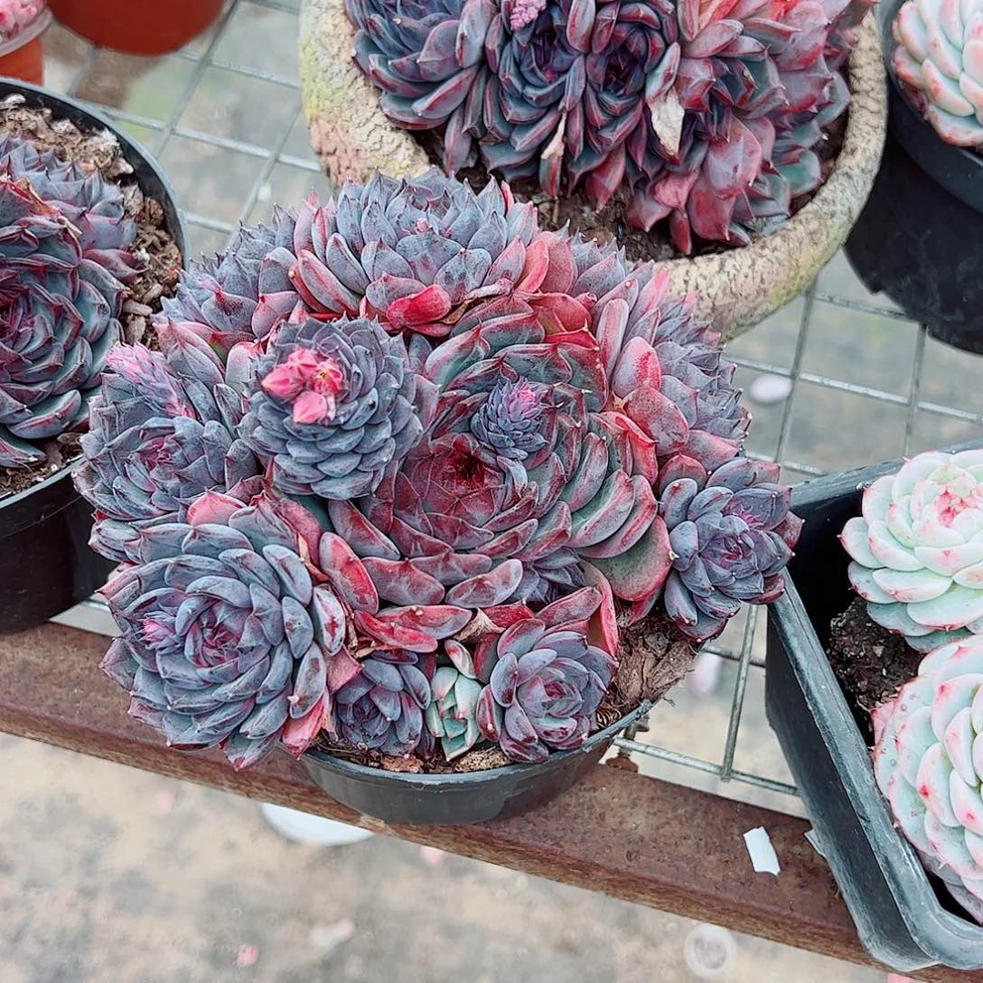 蓝色妖姬多头群生老桩特价