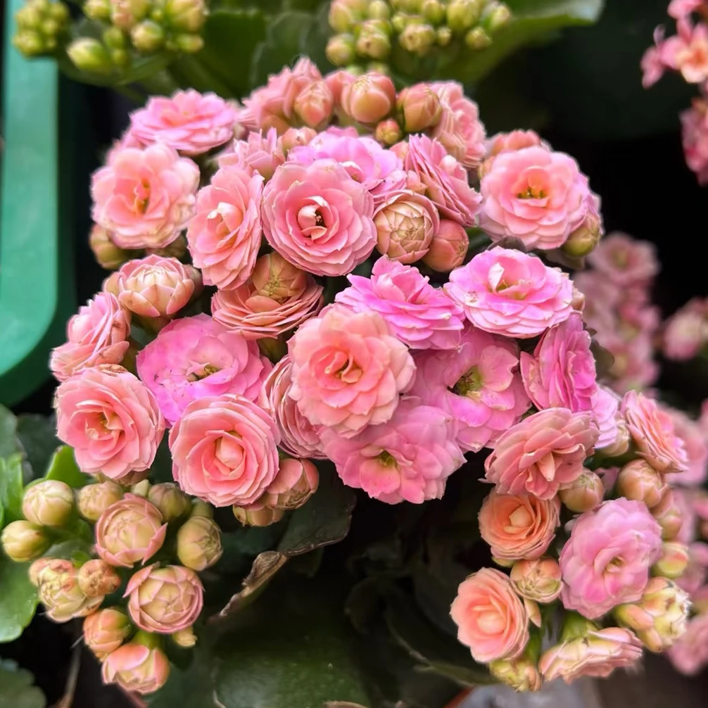 【艺彩粉】大花重瓣-110盆长寿花