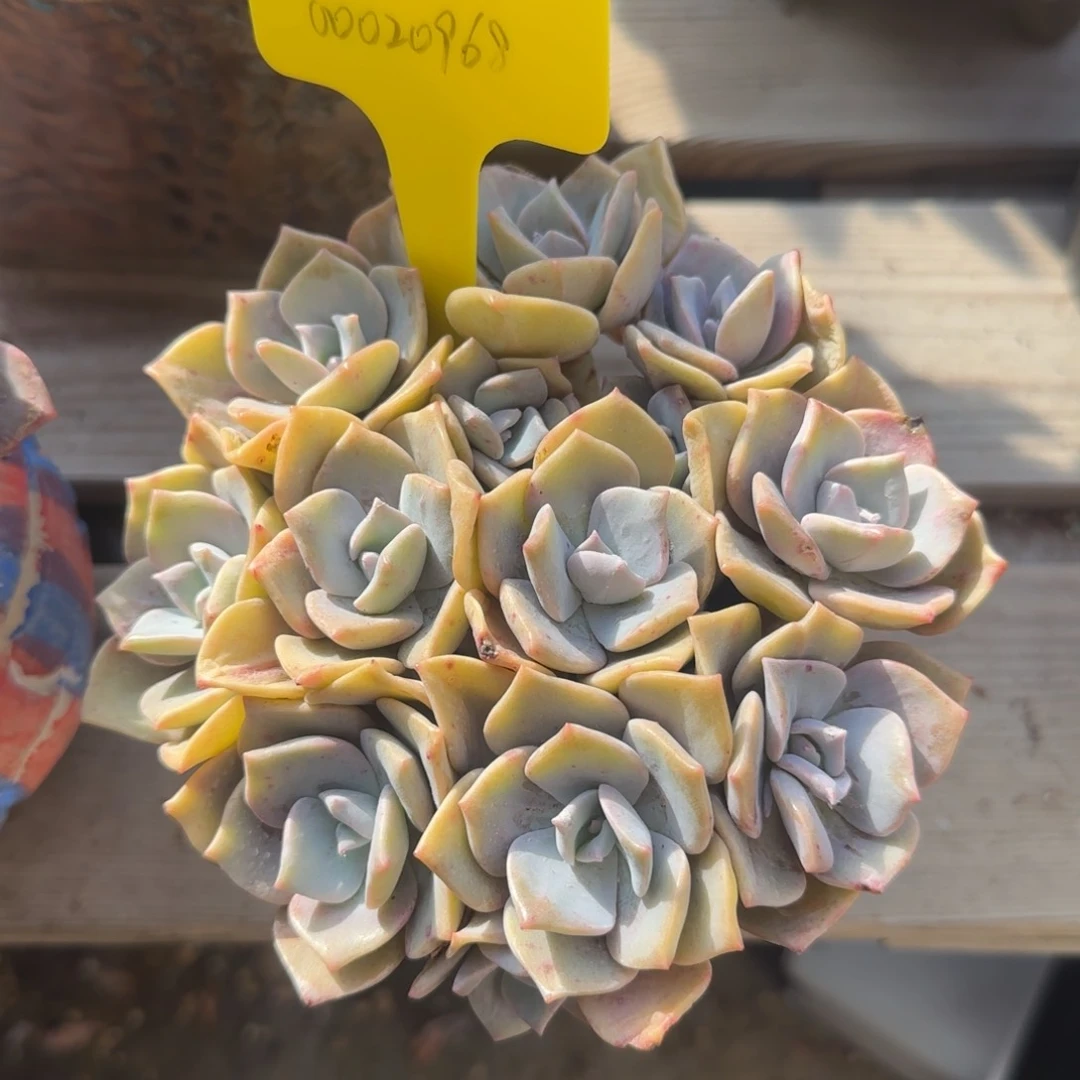 幼恩啊啊啊啊啊啊啊