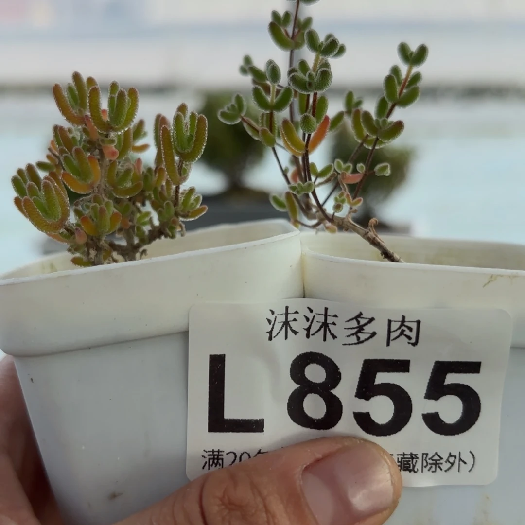 。***。855冰川和冰糖枝干