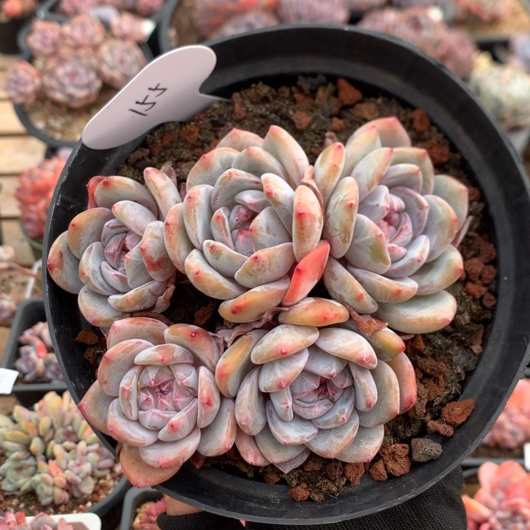 12.5厘米五头紫皮石榴籽  无砍 平头 155