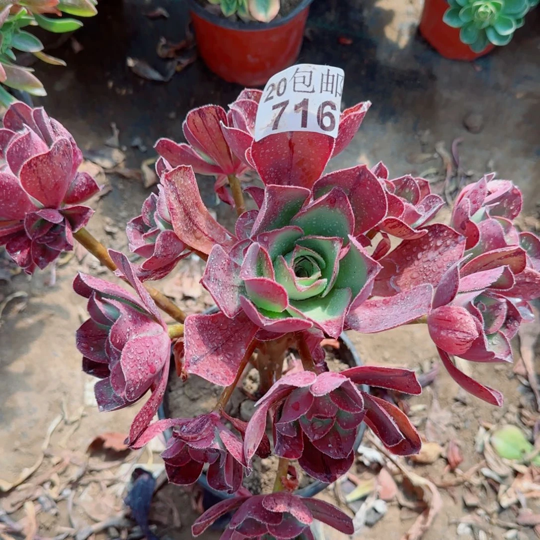 红富士多肉716满20包邮断枝不包
