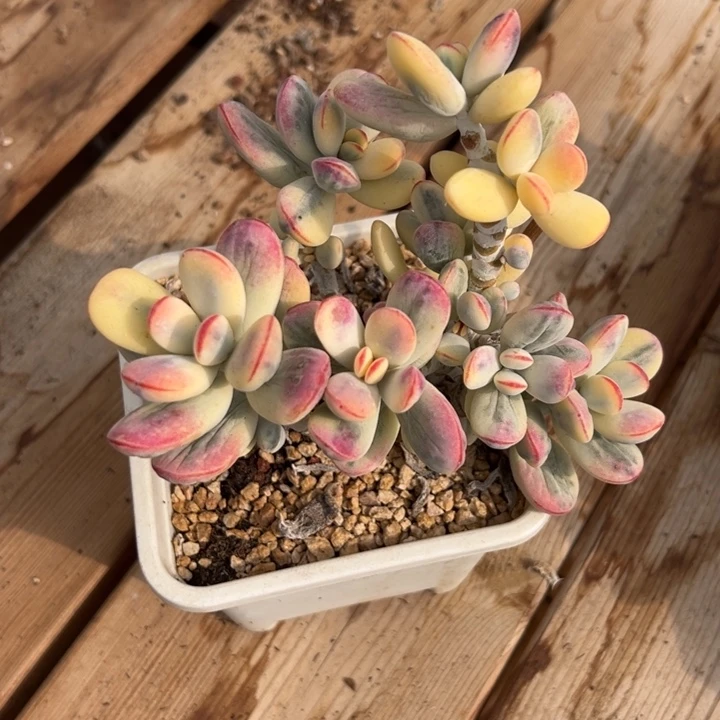 无花朵317号福娘锦无砍12盆