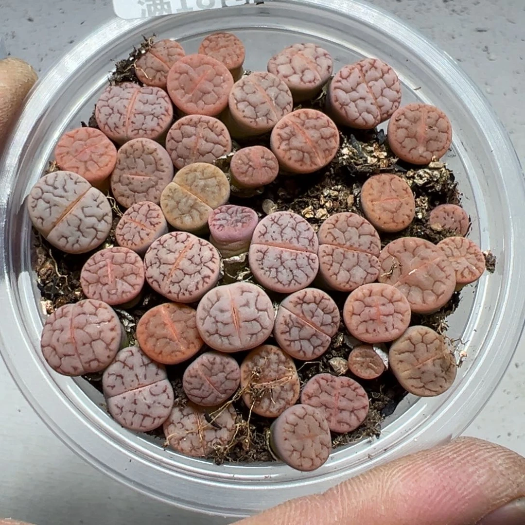 【闪购商品】 478。