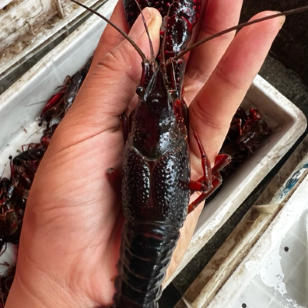 超级爆头虾（一两一只）