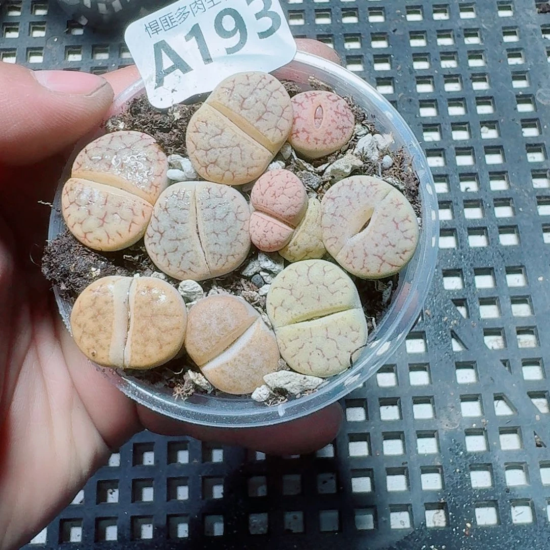 193 多肉植物多肉植物