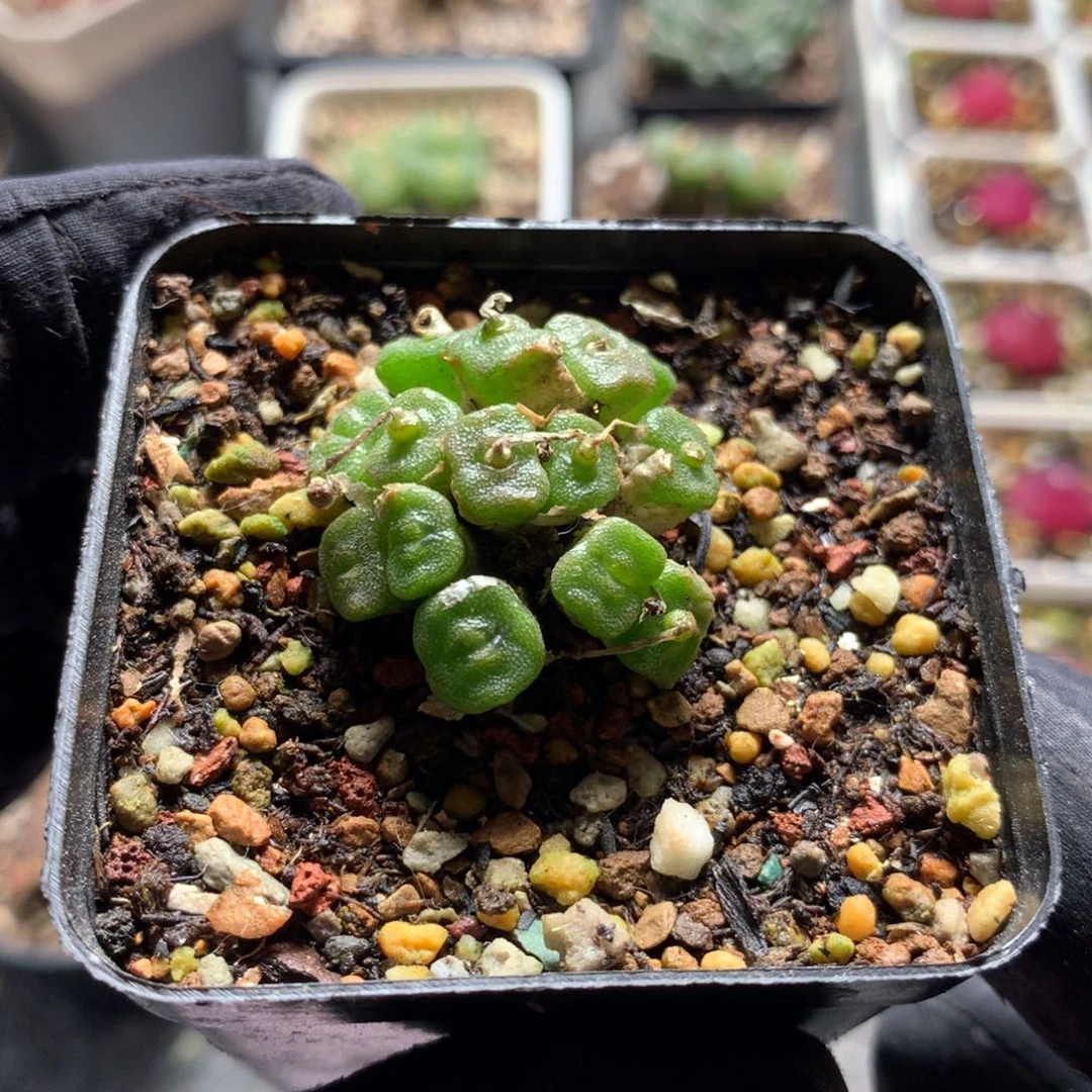 665方糖母本一颗