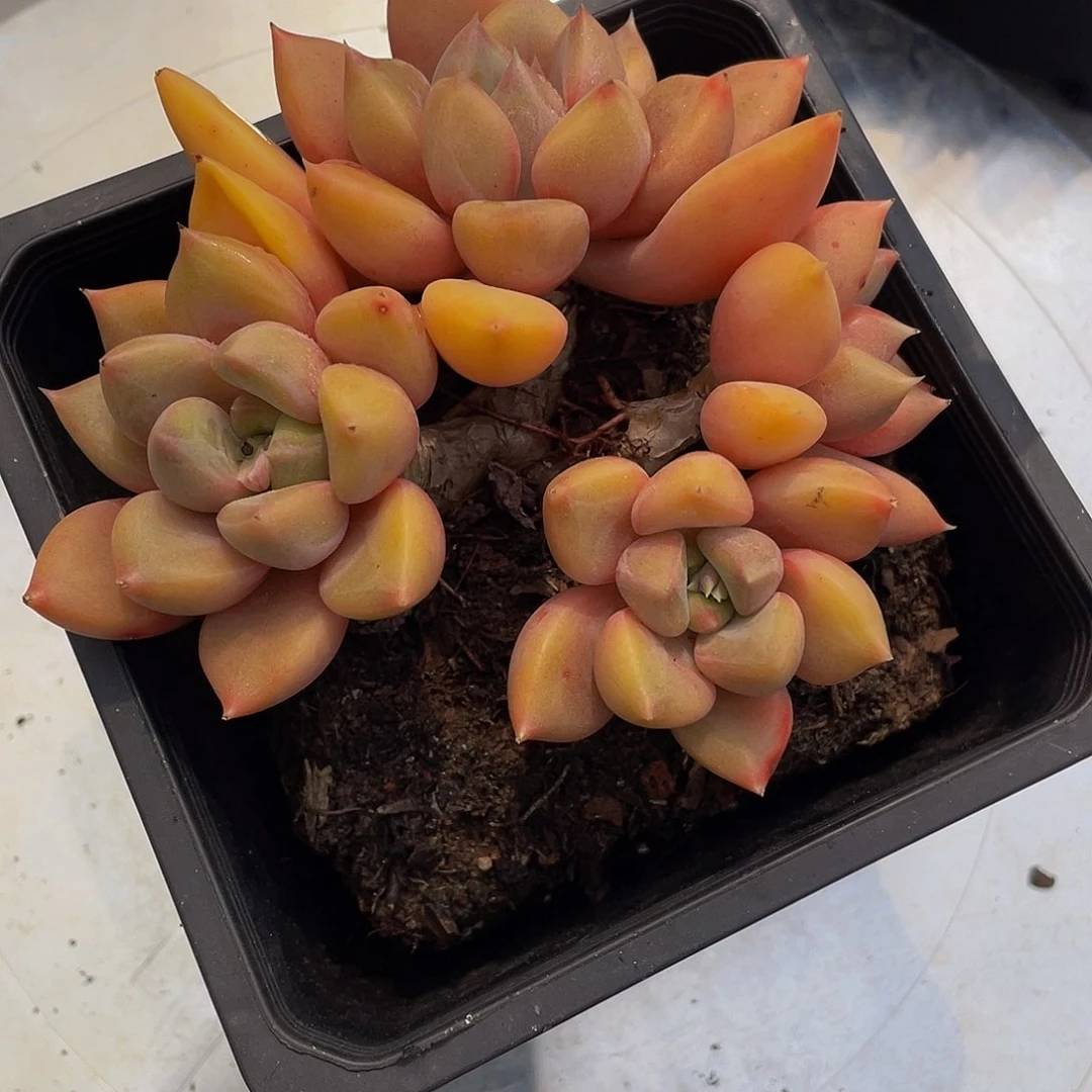 @***平红象牙多肉植物