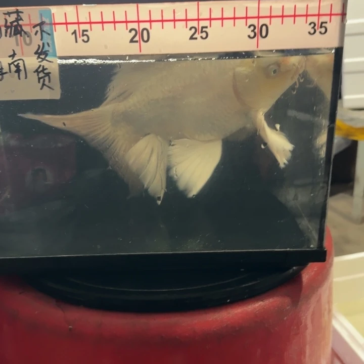 风***色蝴蝶鲤鱼蝴蝶鲤128