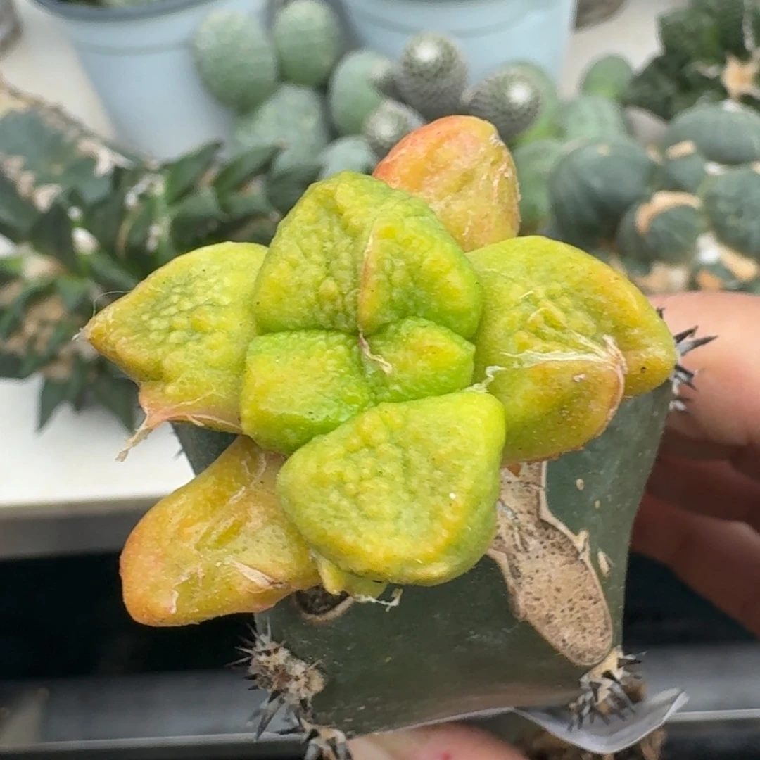 【闪购商品】无花朵用****6连山锦605