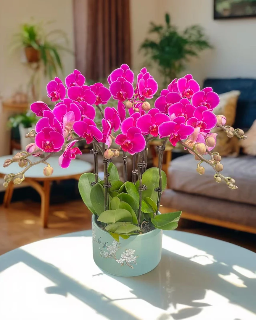 蝴蝶兰【福星】紫红色花系喜庆感基地直发室内鲜花