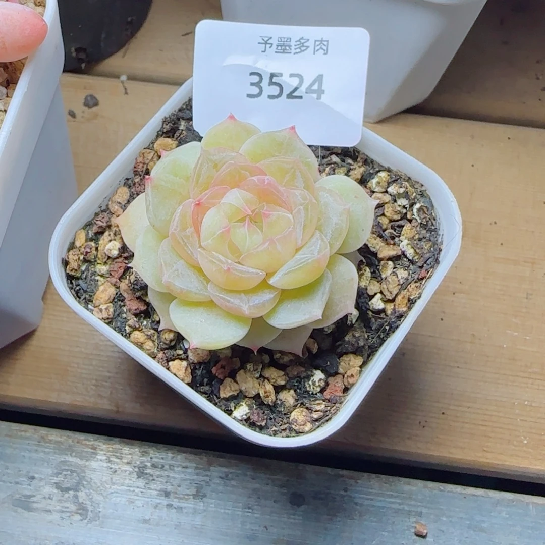 黄孤品，3524多肉植物