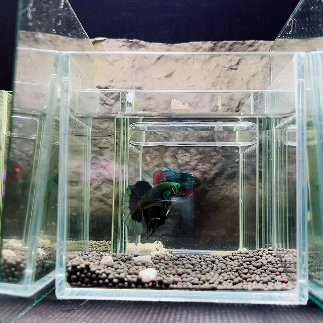 斗鱼精品精品精品精品