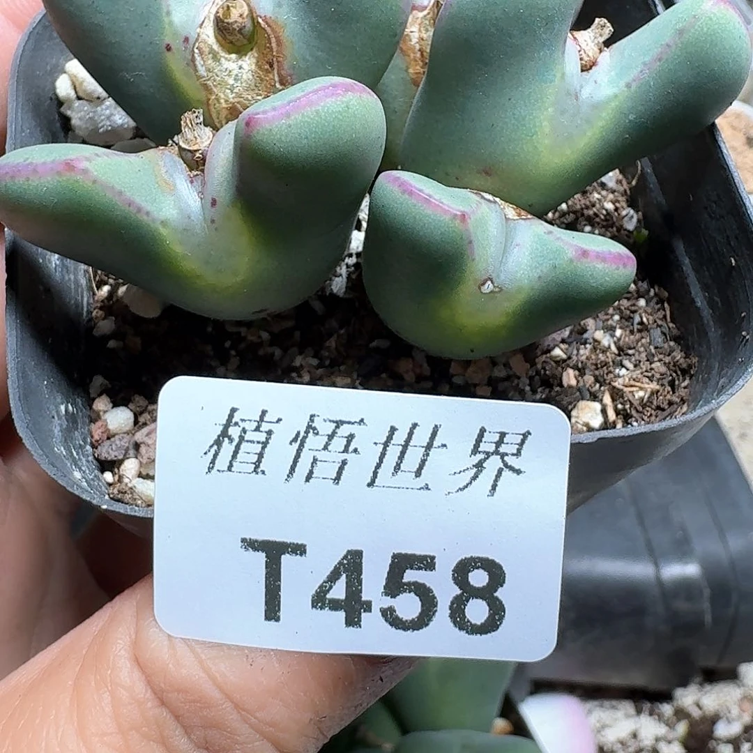 458盒多肉植物哇c c