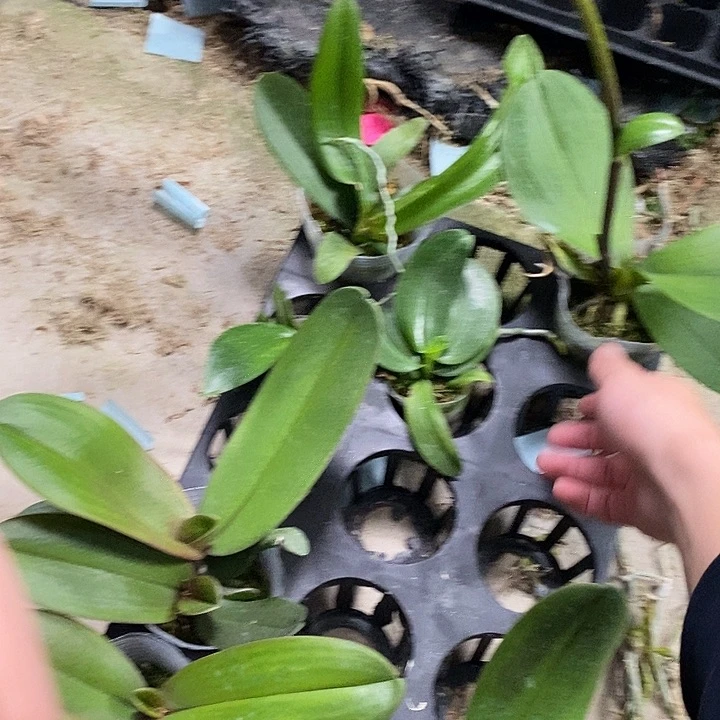 当前无花栽培后可以开花神话高牙苗