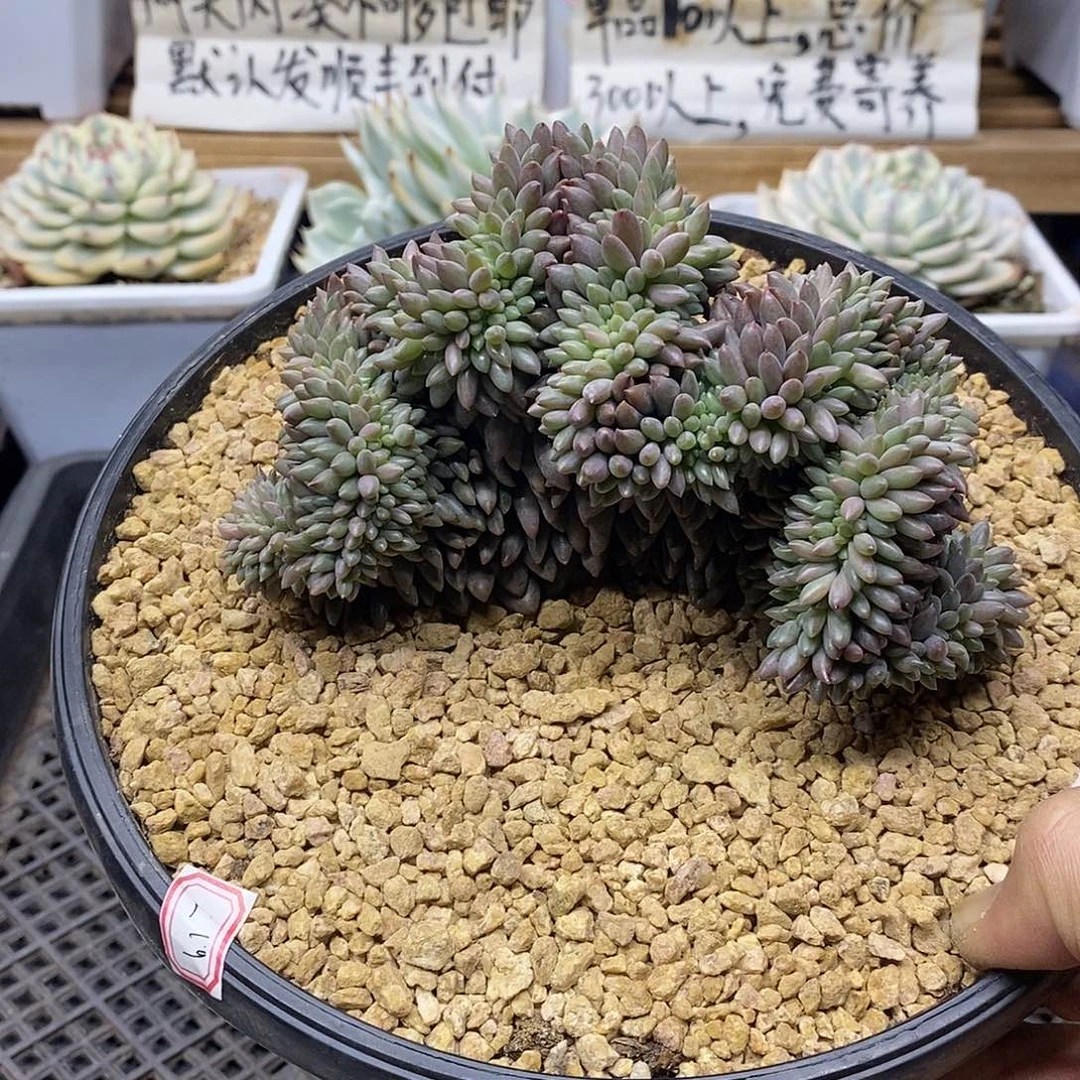 10117 大红蜻蜓缀化 需延时发货