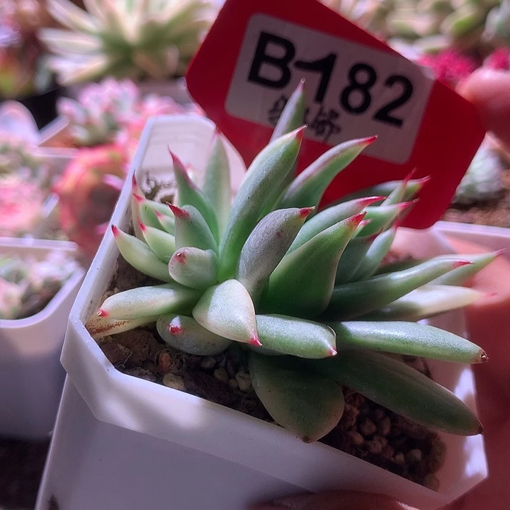 乌木锦拉丝有根有