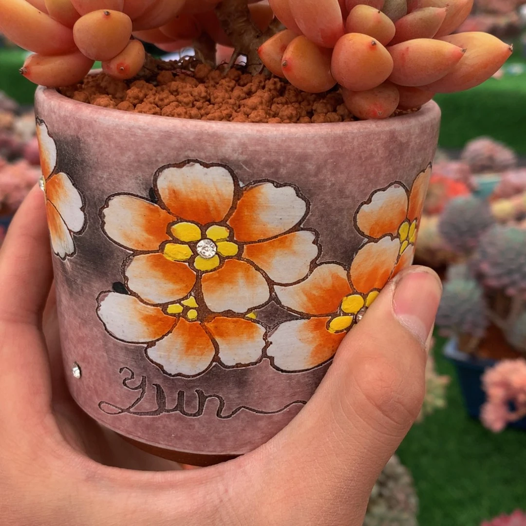 周*怼带盆多日元植物6727272