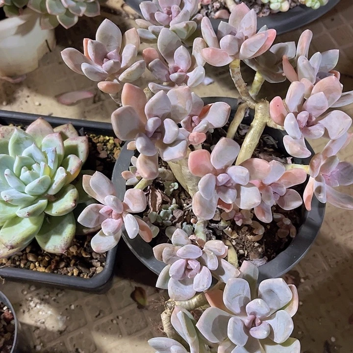 东美人0649多肉植物