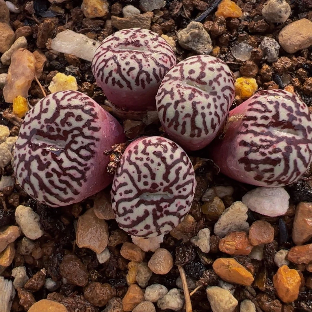 072多肉植物种类多样