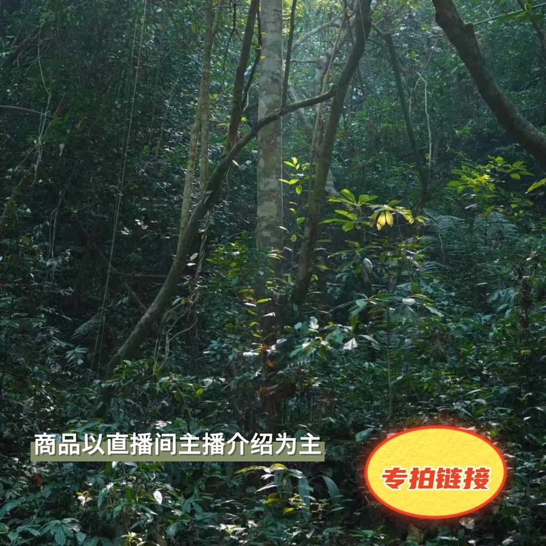 专拍链接：普洱生熟茶红茶白茶专属福利