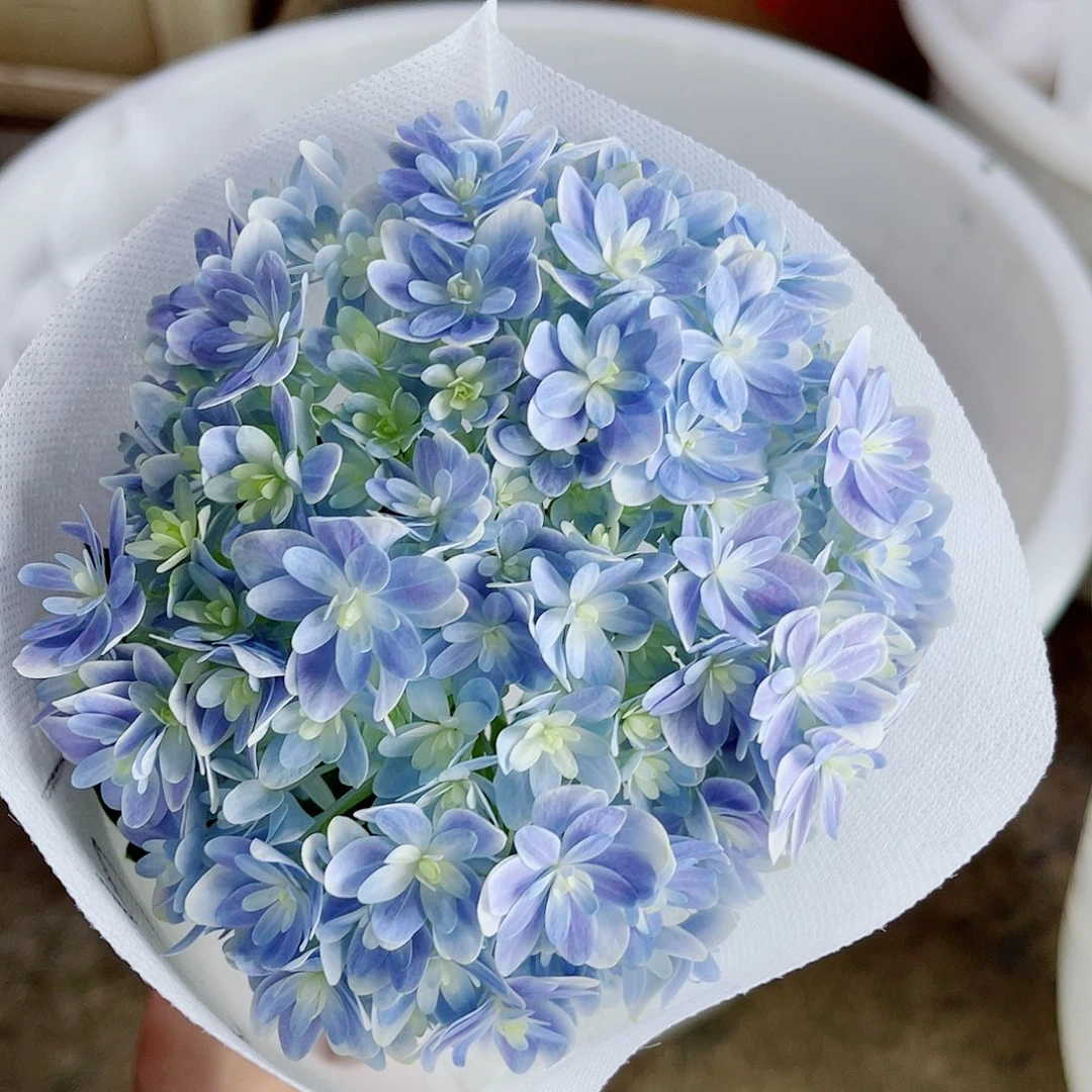 完全开放稀有绣球花121