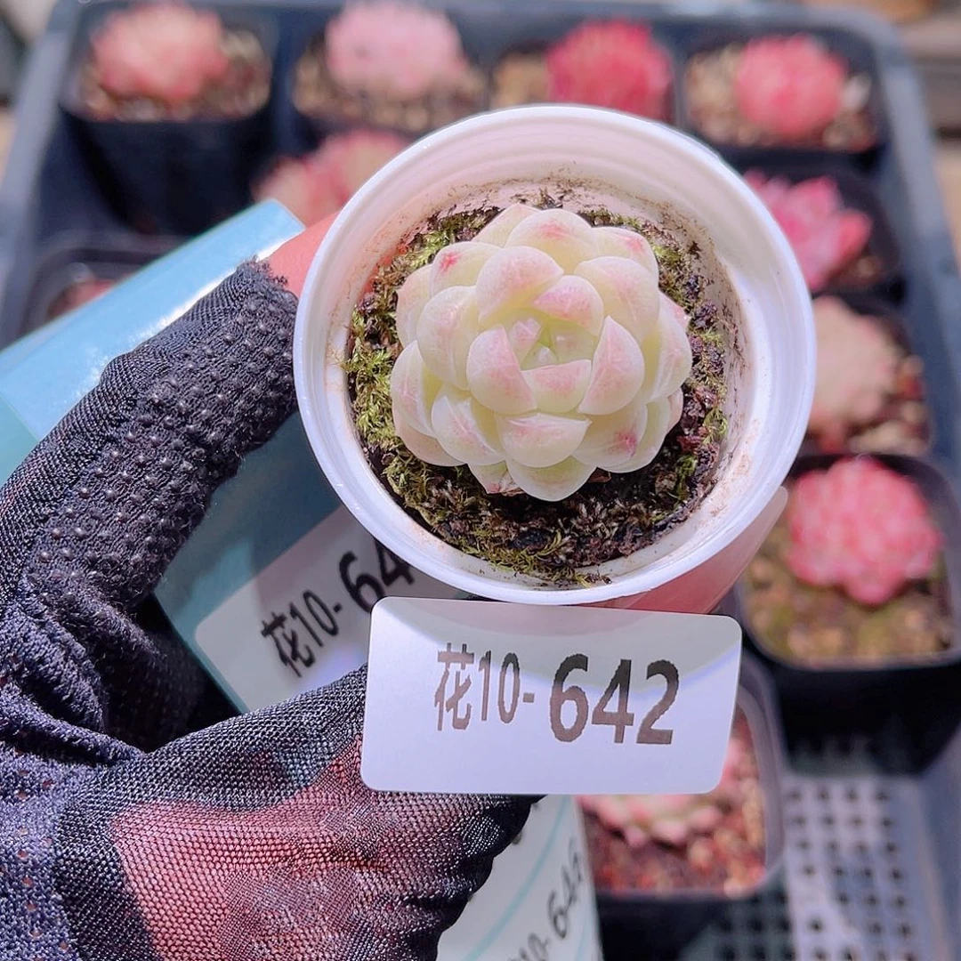 花利美10-642白梦