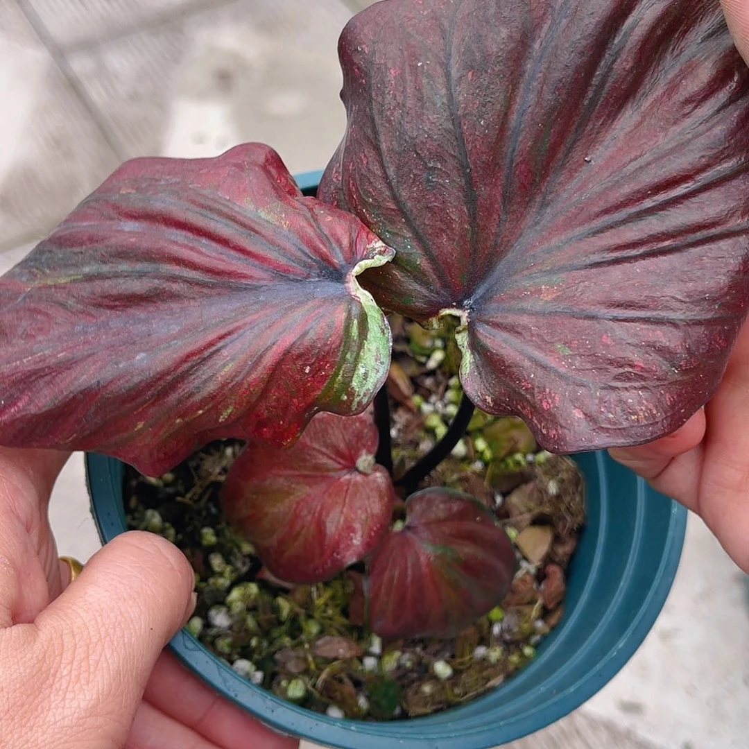 完全开放泰彩一物一拍3441