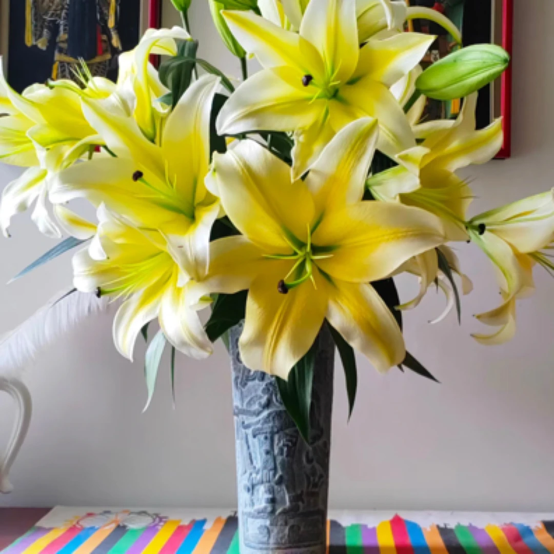 黄色百合黄天霸大花苞