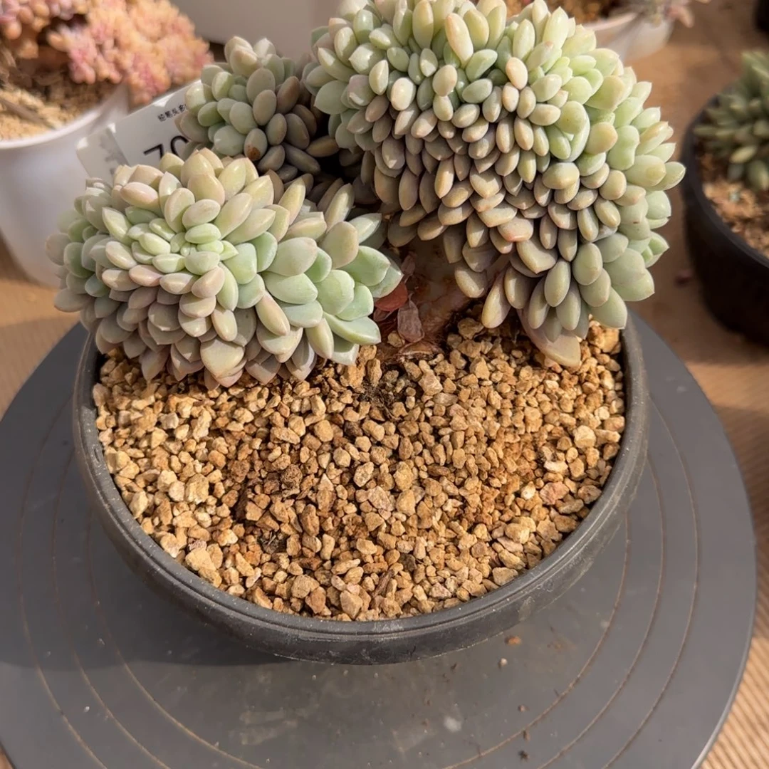 ^***笑7044。      白露缀多肉