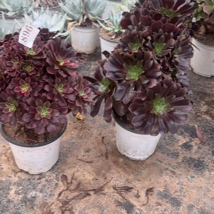 896金丝雀➕欧紫包邮。