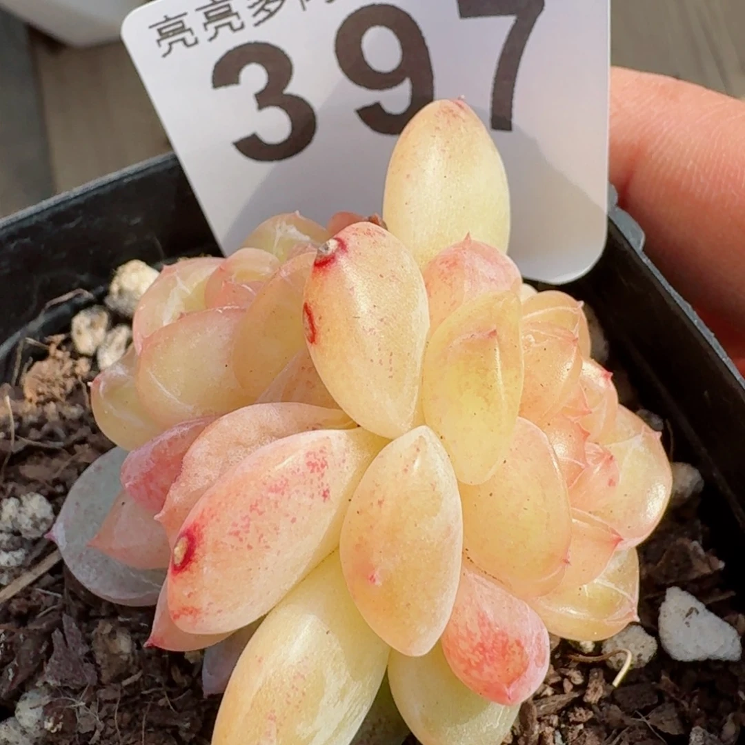 双头透体珍妮         精品多肉