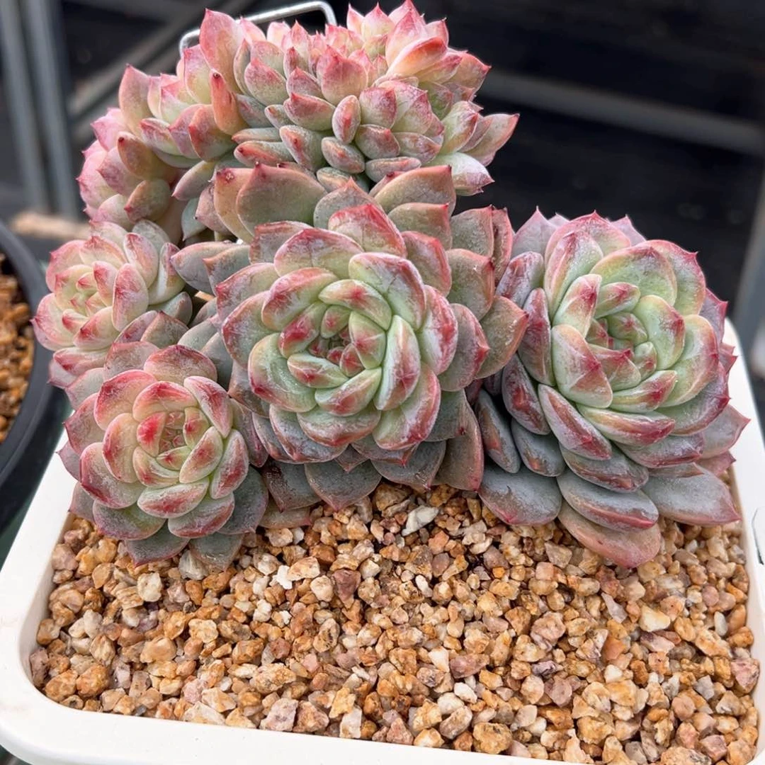 诺心冰魄朵朵树缀