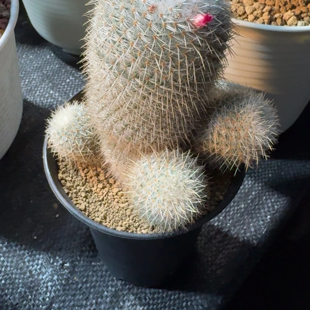 屏***店白玉图实生根仙人球