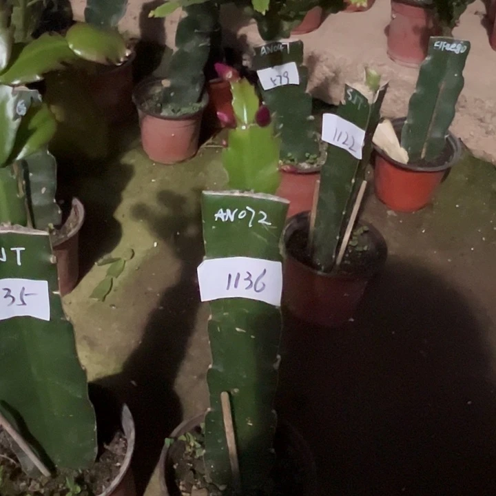 完全开放1136AN072