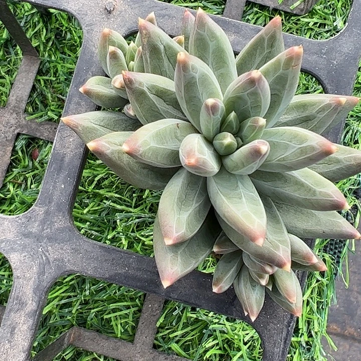 Ttn个体三头1111111