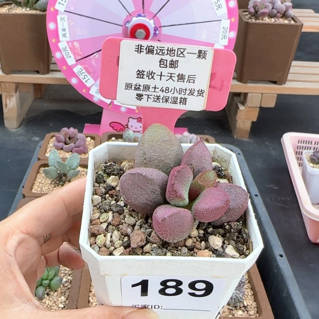 189赛猪肝多肉植物