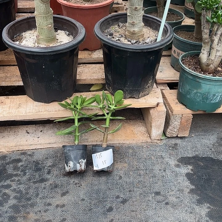 一***饱当前无花栽培后可以开花