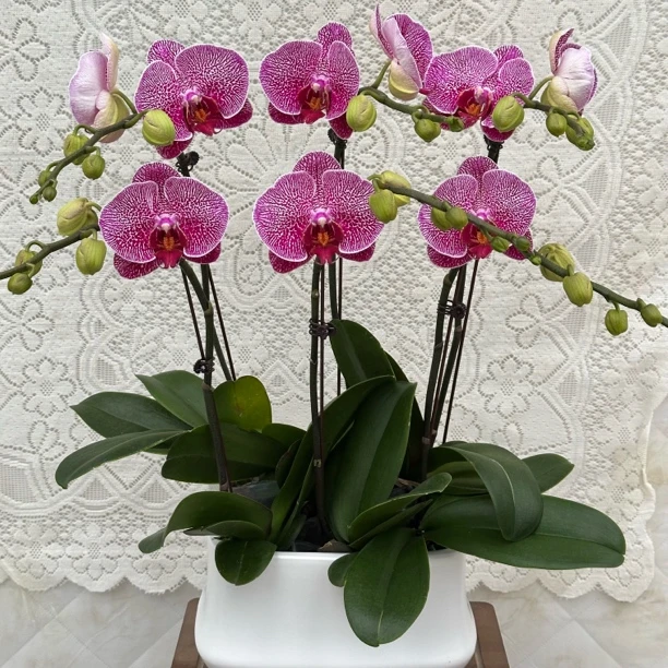 【法国斑雀】蝴蝶兰懒人花 室内花卉 花期长 好养活